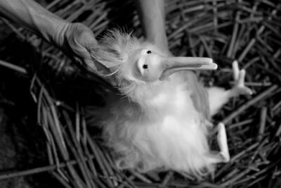 Agrandir l'image 2 sur 8, fenêtre modale