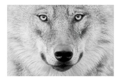Agrandir l'image 5 sur 6, fenêtre modale